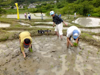 田植え