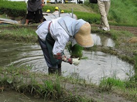 田植え