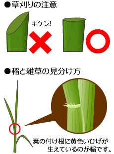 草刈りは平らに。稲は葉の付け根にひげが生えています。