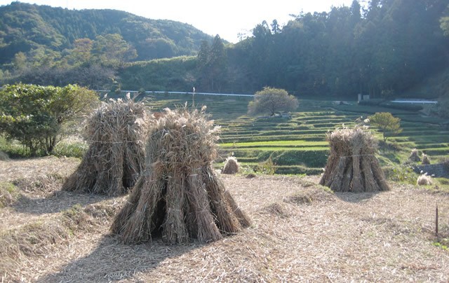 せんがまち周辺の茶草場風景