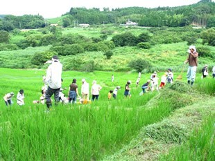 棚田の草刈り風景