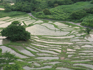 菊川市上倉沢の棚田・千框（せんかまち）