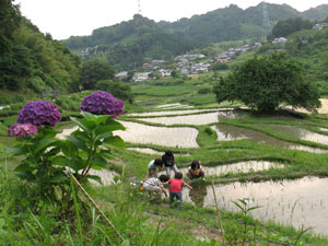 菊川市上倉沢の棚田・千框（せんかまち）