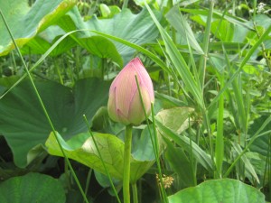 img_0853　ハスの花咲き始めです。
