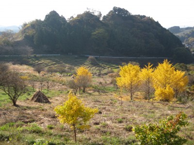 IMG_1313 銀杏越しに見る棚田