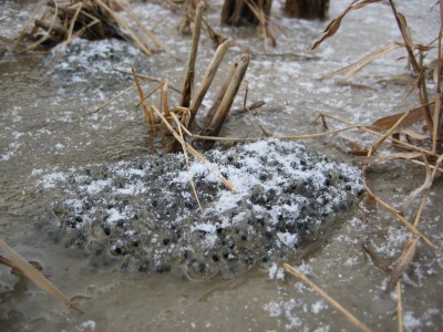 雪の積もるアカガエルの卵