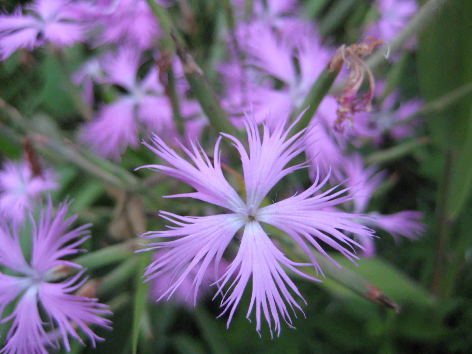 大和撫子(ヤマトナデシコ) | 棚田ブログ・静岡県菊川市上倉沢