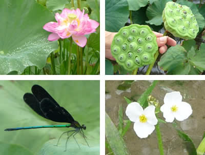 蓮の花・実、ハグロトンボ、オモダカの花