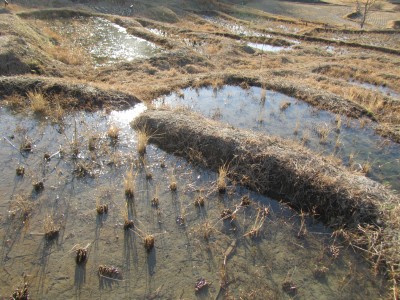 氾濫 菊川