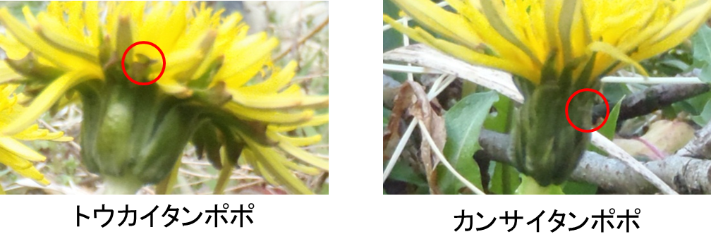 トウカイタンポポとカンサイタンポポ 棚田ブログ 静岡県菊川市上倉沢 トウカイタンポポとカンサイタンポポ 棚田ブログ 静岡県菊川市上倉沢