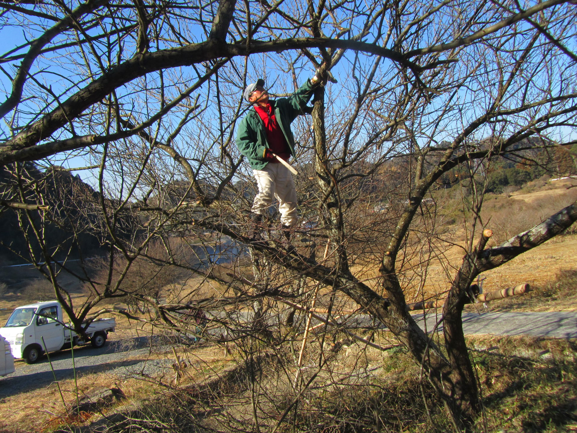 Img 4870梅の選定 棚田ブログ 静岡県菊川市上倉沢