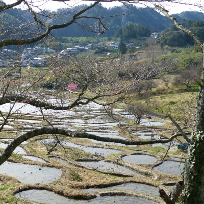 P1010626棚田の桜チラホラ