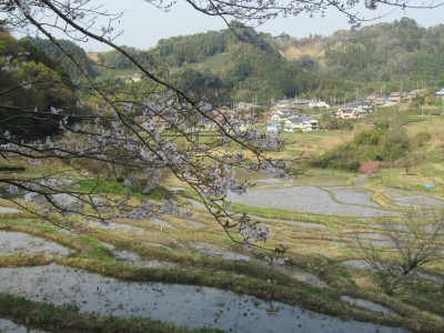 IMG_5185今年の桜は花が少ないな~。