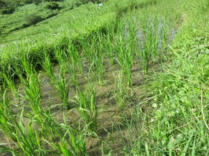 IMG_5414田植え後一ヶ月