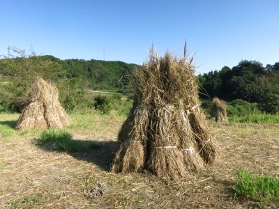 IMG_5823東京農大の茶草場調査