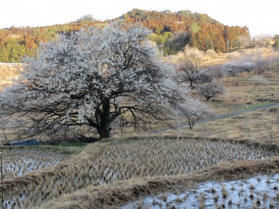 梅の花満開