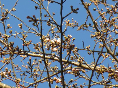 桜咲く