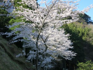 桜満開