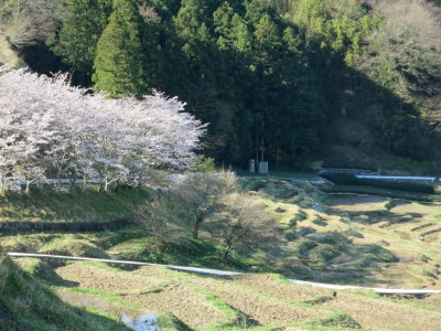 桜満開