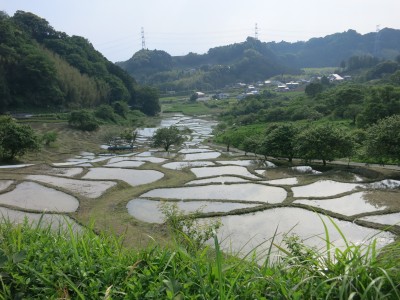 代掻き後の棚田