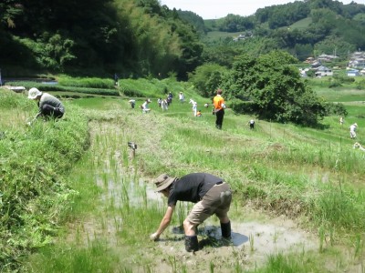 草刈り、草取り作業