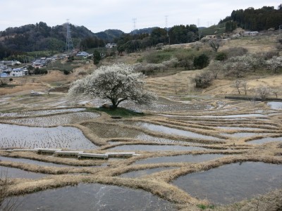 棚田の梅満開