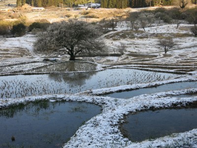 雪景色