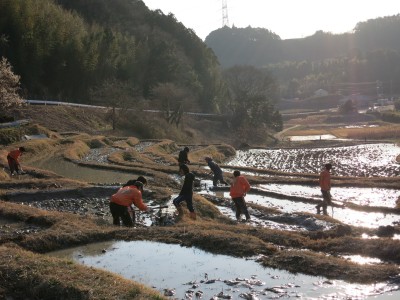 田起し作業