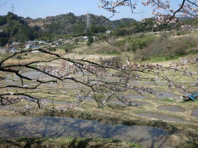 棚田の桜１