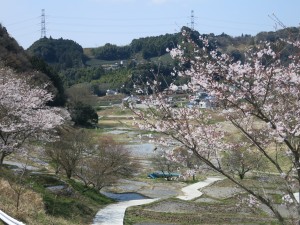 棚田の桜２