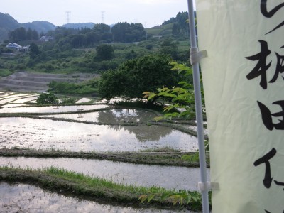 植え後の棚田１