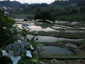 植え後の棚田２