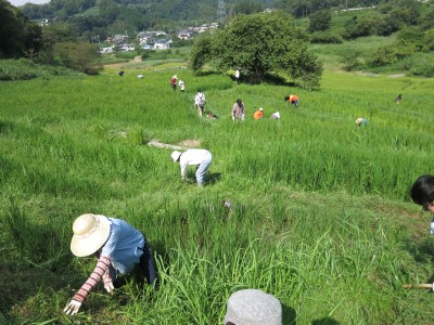 草刈り作業