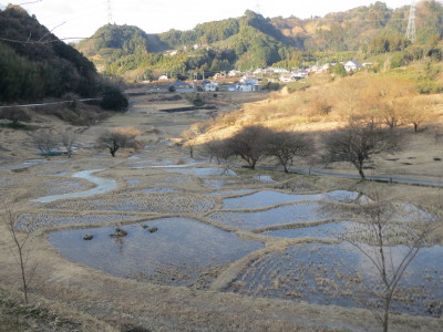 通水後の棚田