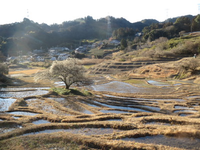 棚田の梅１