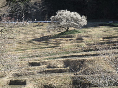 棚田の梅