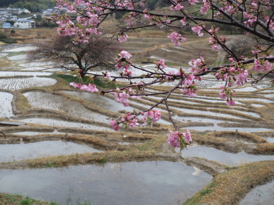 桜と棚田