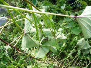 サツマイモの茎