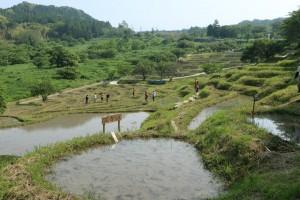 田植え