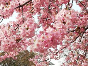 河津桜