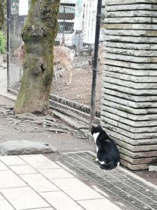 猫ちゃんと鹿